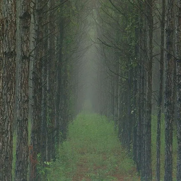 thumbnail for publication: A Landowner’s Introduction to the Forest Carbon Market